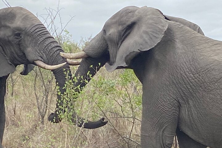 Two day Kruger National Park Safari from Johannesburg