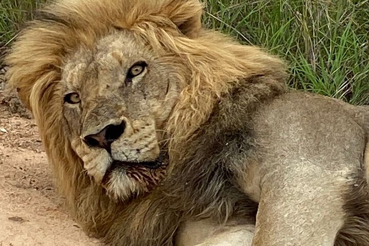 Two day Kruger National Park Safari from Johannesburg