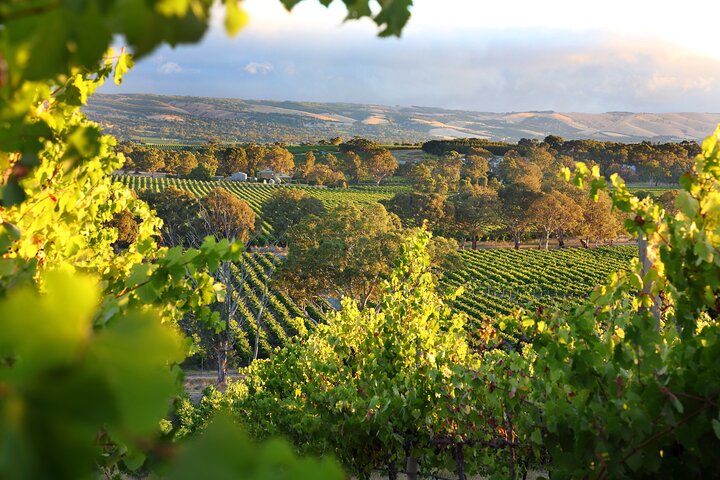 Wine Tour Yarra Valley Five Star Experience