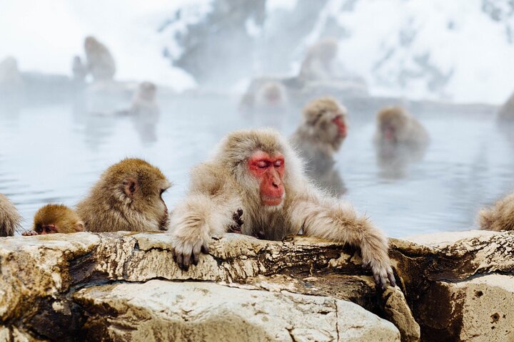 Private Snow Monkey Tour - Conveniently Resort Hop and Sightsee