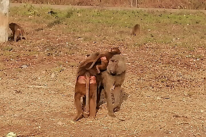 3 Days Zaina Elephants Safari - Eco luxury lodge experience