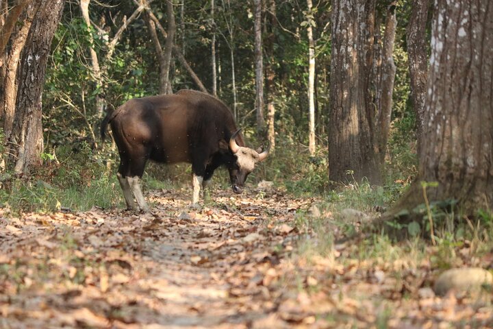 Adventure Day Walk(Private, 8-10h.) inside Chitwan National Park.