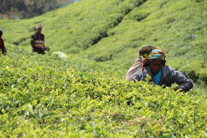Explore the best of Ella. Hiking, waterfalls and cultural tour
