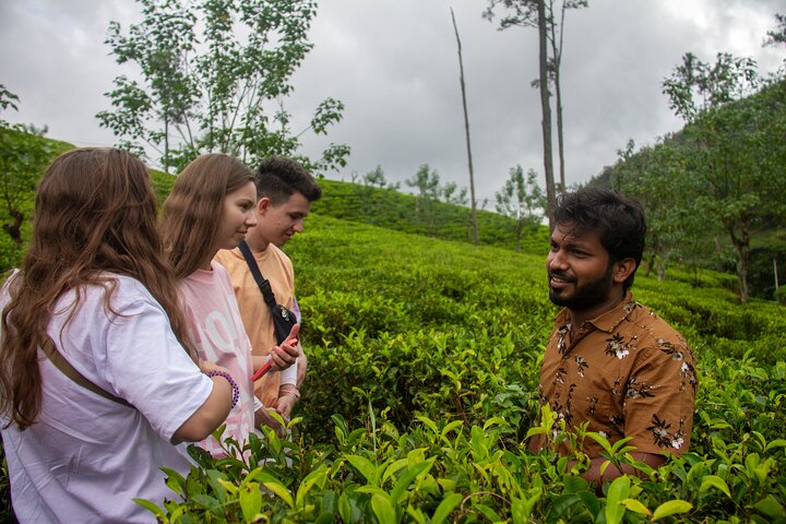 Explore the best of Ella. Hiking, waterfalls and cultural tour