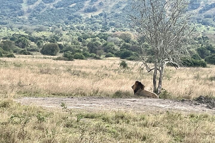 1 Day Akagera National Park Safari experience