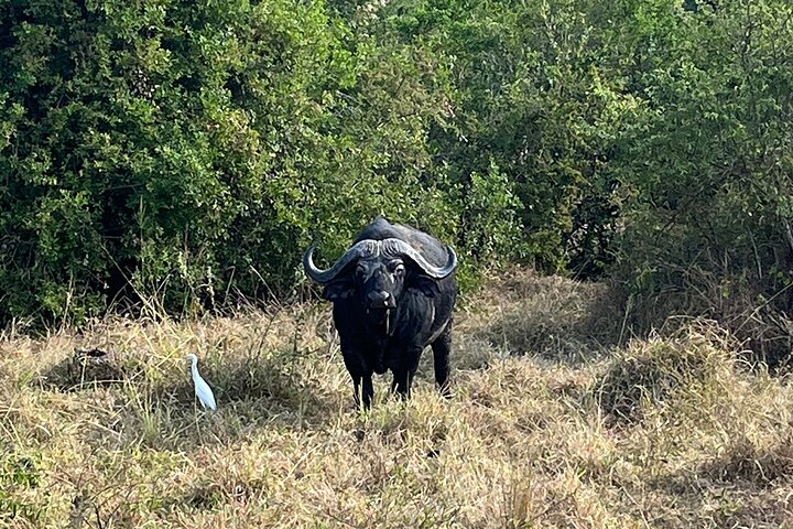 1 Day Akagera National Park Safari experience