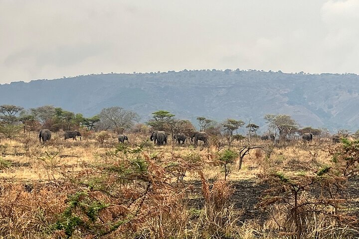 1 Day Akagera National Park Safari experience