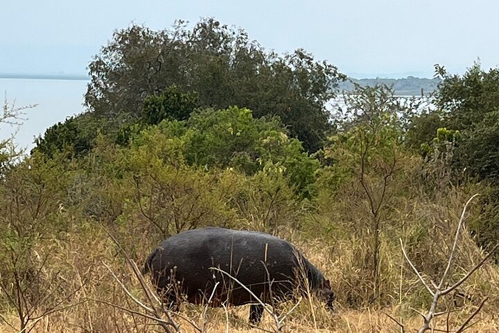 1 Day Akagera National Park Safari experience