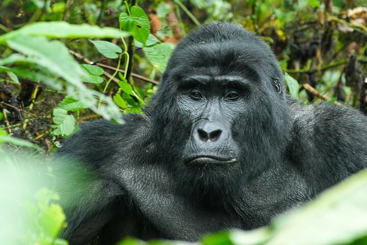 Jinja Private 5 Day Gorilla Safari and Tubing Adventure Tour