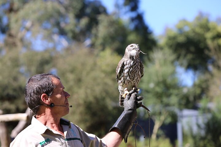 1 day Puffing Billy Steam Train and Wildlife Tour from Melbourne