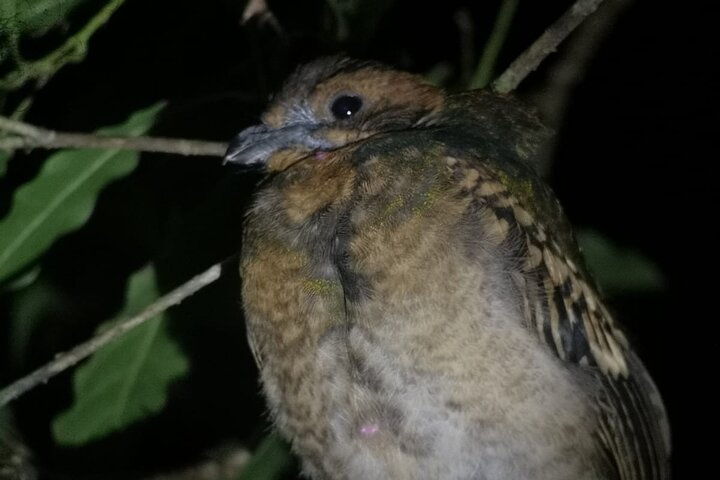 Monteverde Night Tour: Glass Frogs, lateralis, Sloths & Jungle