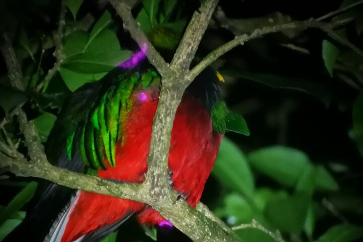 Monteverde Night Tour: Glass Frogs, lateralis, Sloths & Jungle