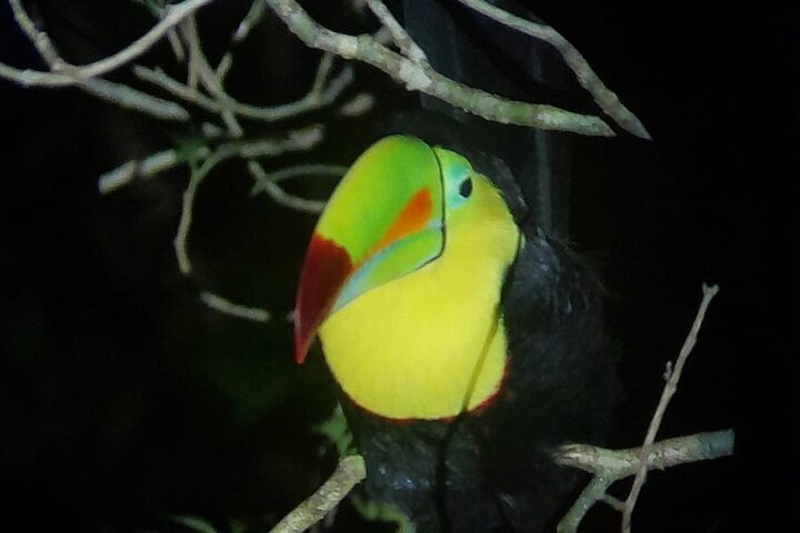 Monteverde Night Tour: Glass Frogs, lateralis, Sloths & Jungle
