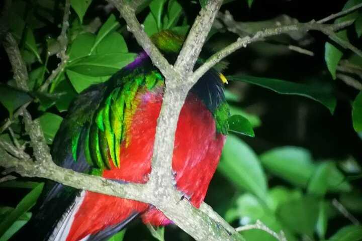 Monteverde Night Tour: Glass Frogs, lateralis, Sloths & Jungle