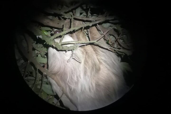 Monteverde Night Tour: Glass Frogs, lateralis, Sloths & Jungle