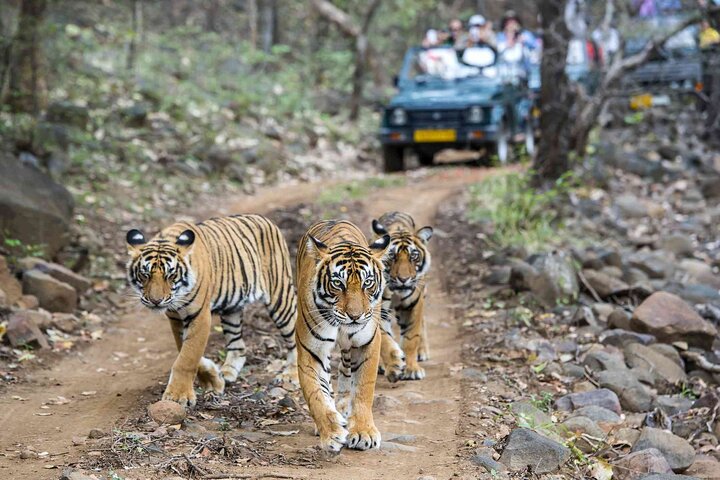 3-Hour Shared Safari in Ranthambore National Park
