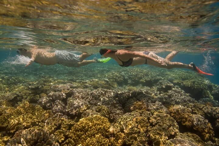 Cham Island Daily-Snorkeling(Pick up from Da Nang/ Hoi An)