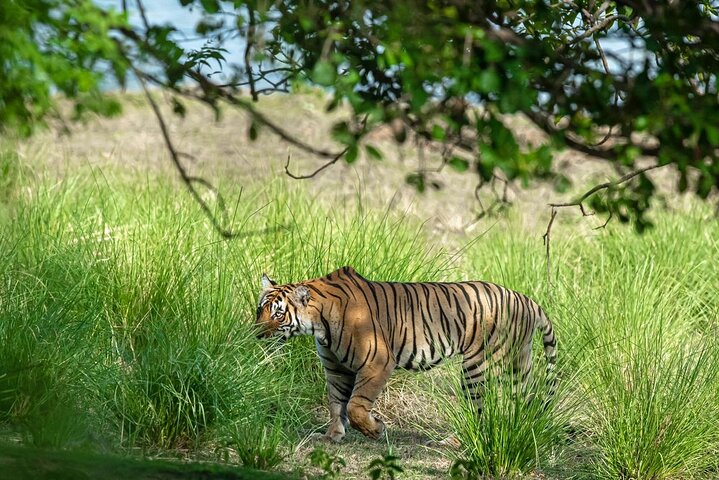 Ranthambore Tiger Safari Day Tour from Jaipur