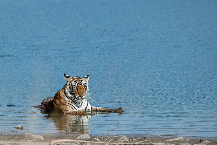 Ranthambore Tiger Safari Day Tour from Jaipur
