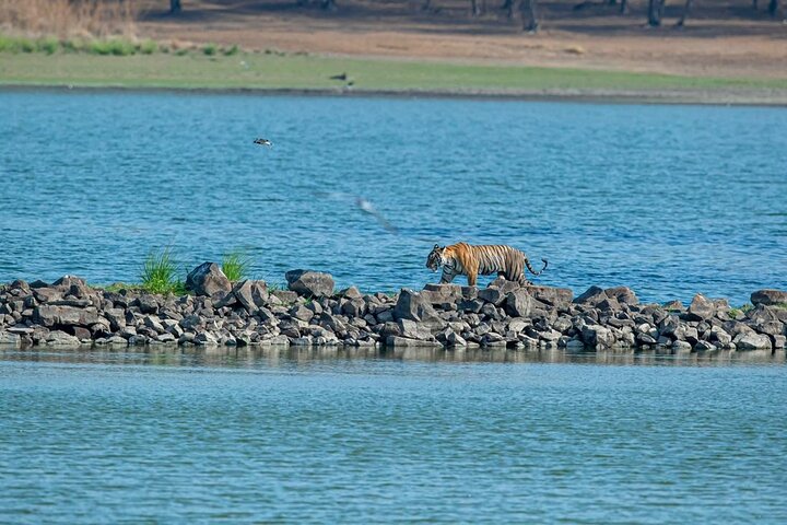 Ranthambore Tiger Safari Day Tour from Jaipur