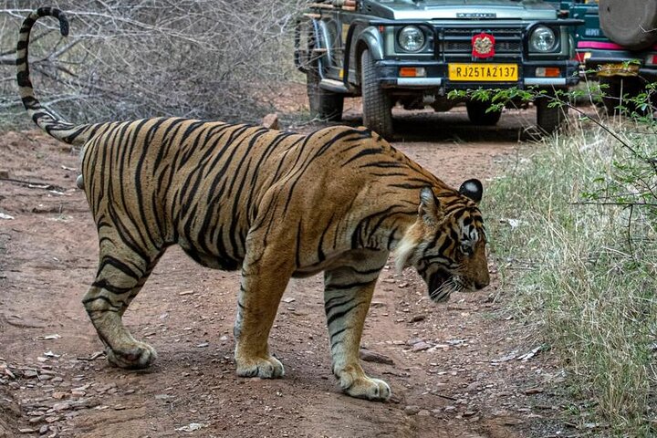 Ranthambore Tiger Safari Day Tour from Jaipur