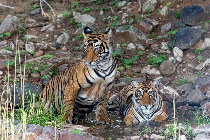 Ranthambore Tiger Safari Day Tour from Jaipur