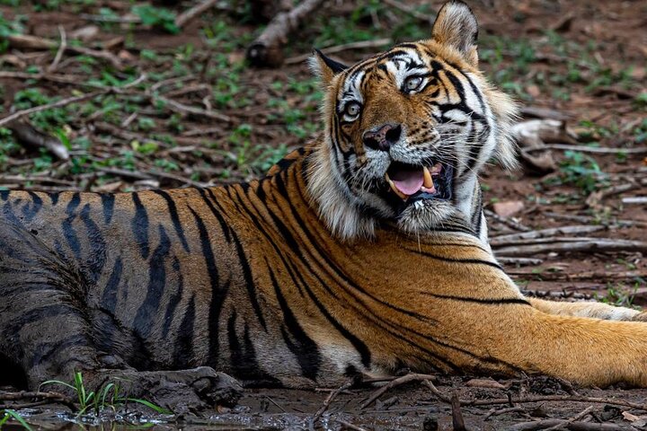 Ranthambore Tiger Safari Day Tour from Jaipur
