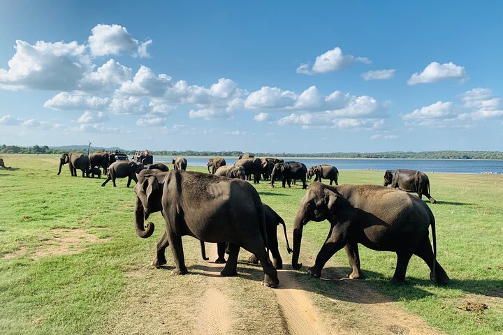 Private Jeep Safari at Minneriya National Park to Visit Elephants