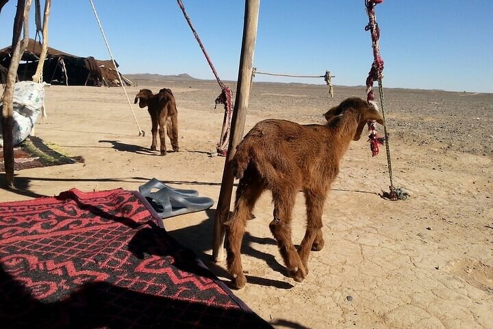 Visit The Nomads, Gnawa Music, Rally In Dunes, Berber Pizza