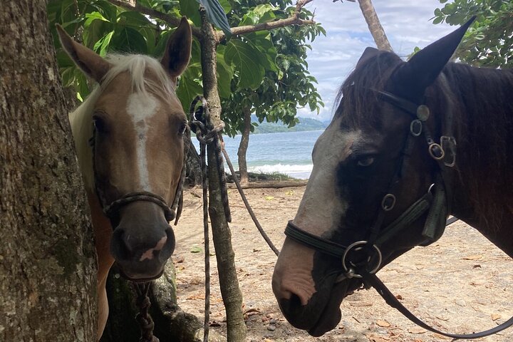 2 Hour Beach Horse Back Riding in Puerto Viejo