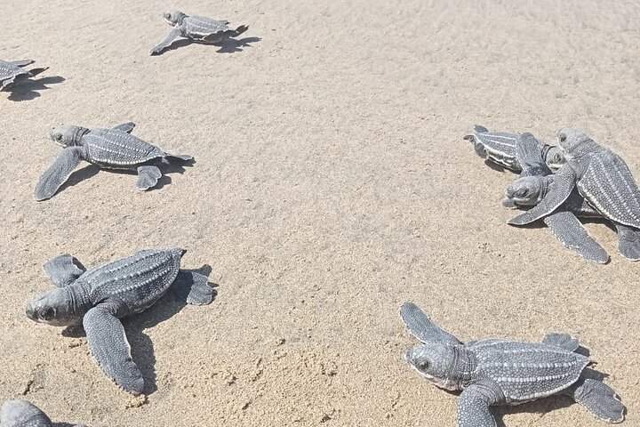 Baby Sea Turtle Releasing Sightseeing Tour with Luis de la Maza