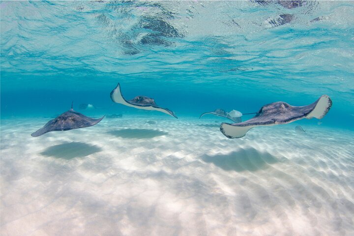 Stingray City and Starfish Experience with Coral Reef Snorkeling