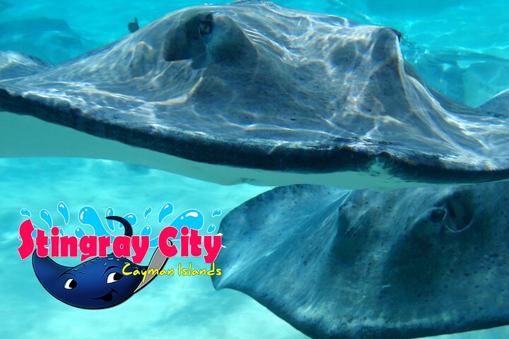 Stingray City and Starfish Experience with Coral Reef Snorkeling