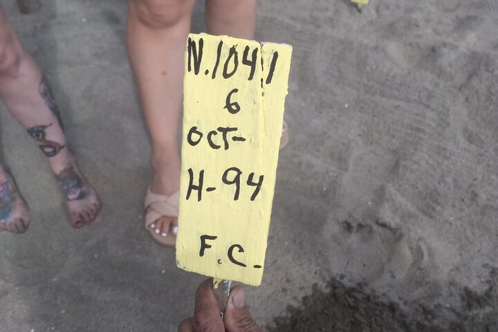 Baby Sea Turtle Releasing Sightseeing Tour with Luis de la Maza