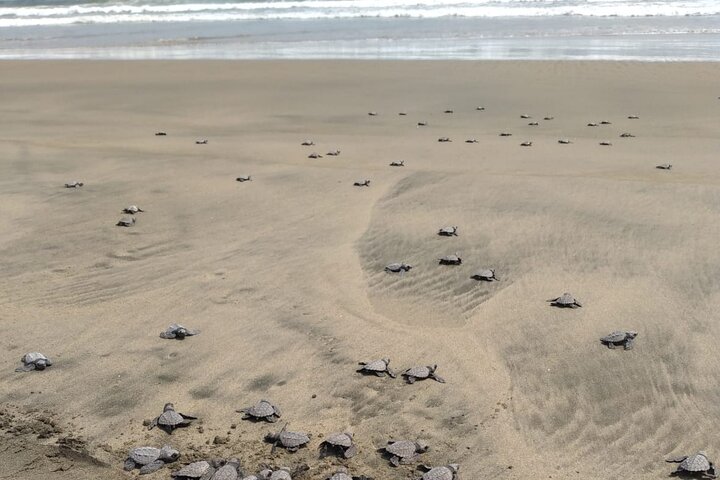 Baby Sea Turtle Releasing Sightseeing Tour with Luis de la Maza