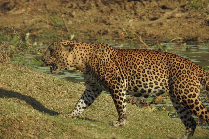 Full day Safari - Yala National Park - 04.30 am to 06.00 pm with - Janaka safari