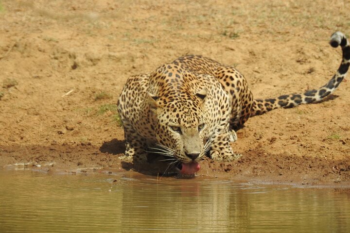 Full day Safari - Yala National Park - 04.30 am to 06.00 pm with - Janaka safari