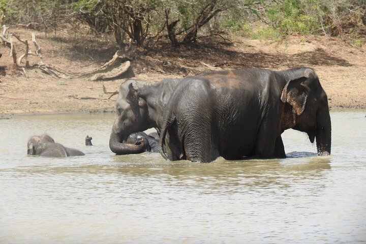Full day Safari - Yala National Park - 04.30 am to 06.00 pm with - Janaka safari