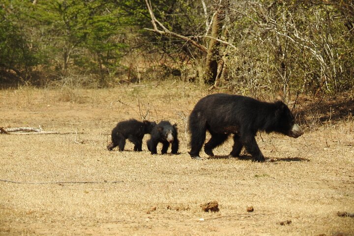 Full day Safari - Yala National Park - 04.30 am to 06.00 pm with - Janaka safari