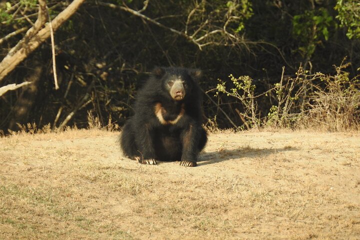Full day Safari - Yala National Park - 04.30 am to 06.00 pm with - Janaka safari