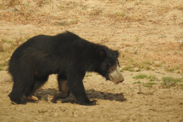 Full day Safari - Yala National Park - 04.30 am to 06.00 pm with - Janaka safari