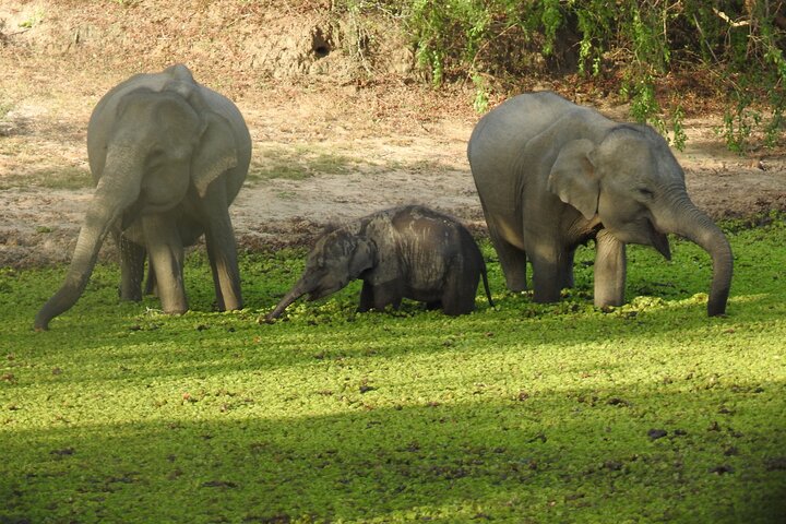 Full day Safari - Yala National Park - 04.30 am to 06.00 pm with - Janaka safari