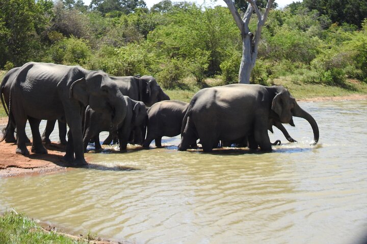 Full day Safari - Yala National Park - 04.30 am to 06.00 pm with - Janaka safari