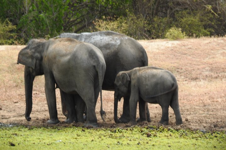 Full day Safari - Yala National Park - 04.30 am to 06.00 pm with - Janaka safari