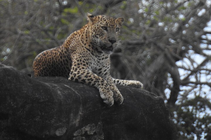 Full day Safari - Yala National Park - 04.30 am to 06.00 pm with - Janaka safari