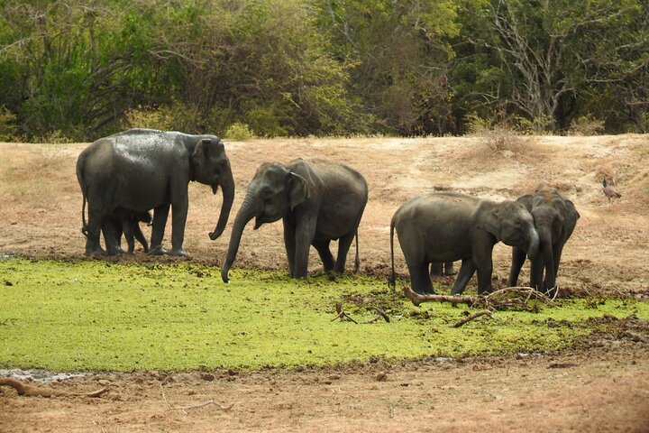 Full day Safari - Yala National Park - 04.30 am to 06.00 pm with - Janaka safari