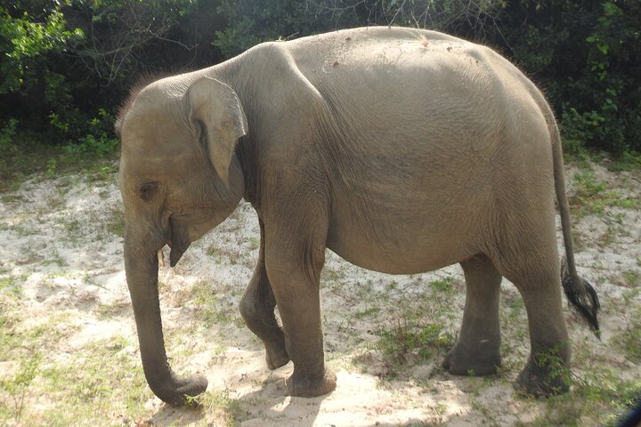 Full day Safari - Yala National Park - 04.30 am to 06.00 pm with - Janaka safari