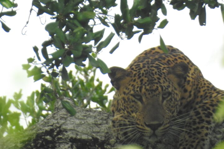 Full day Safari - Yala National Park - 04.30 am to 06.00 pm with - Janaka safari