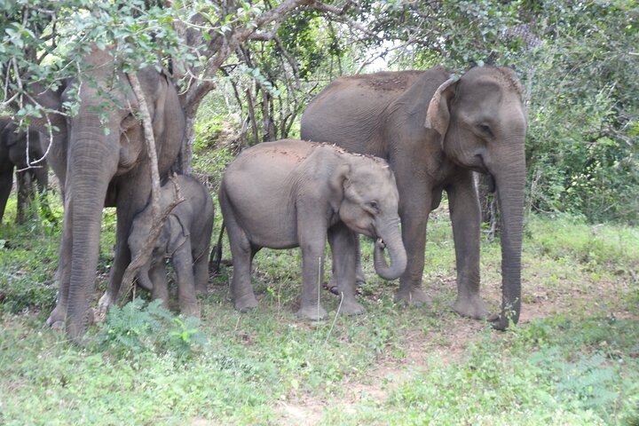 Full day Safari - Yala National Park - 04.30 am to 06.00 pm with - Janaka safari