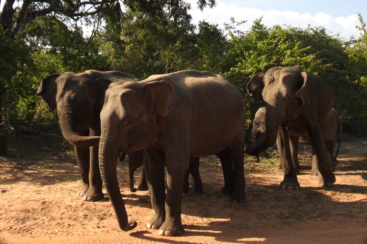 Full day Safari - Yala National Park - 04.30 am to 06.00 pm with - Janaka safari